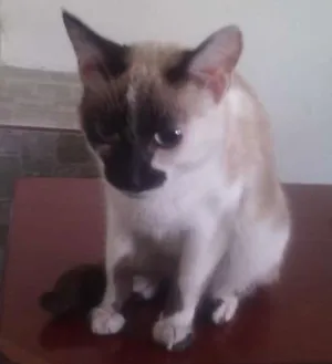 Gato raça mestiça idade 2 a 6 meses nome Bia