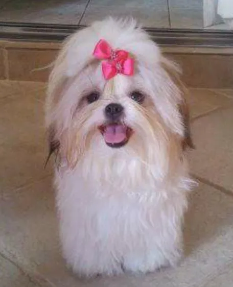 Cachorro ra a Shih-tzu idade 4 anos nome Molly 