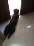 Choco