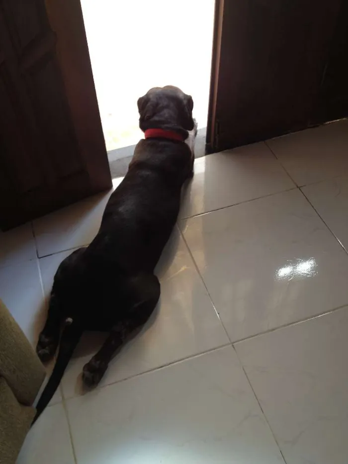 Cachorro raça Labrador idade 5 anos nome Choco