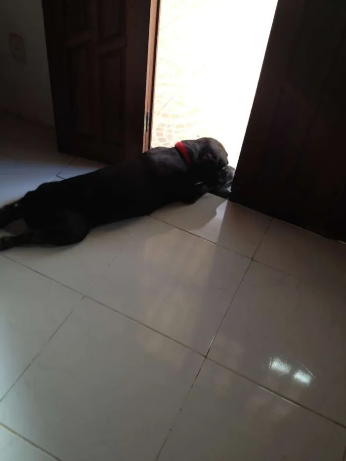 Cachorro raça Labrador idade 5 anos nome Choco