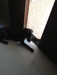 Choco