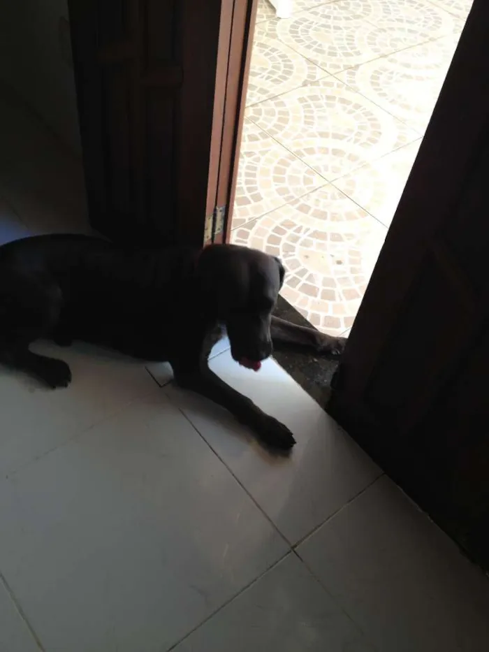 Cachorro raça Labrador idade 5 anos nome Choco