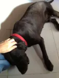 Choco