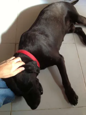 Cachorro raça Labrador idade 5 anos nome Choco