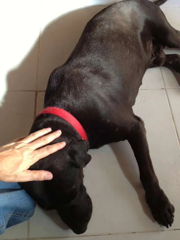 Cachorro raça Labrador idade 5 anos nome Choco
