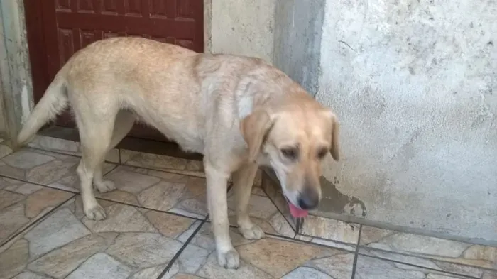 Cachorro ra a Labrador idade 2 anos nome Lisa