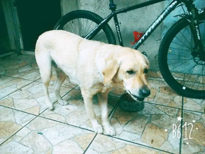 Cachorro ra a Labrador idade 2 anos nome Lisa