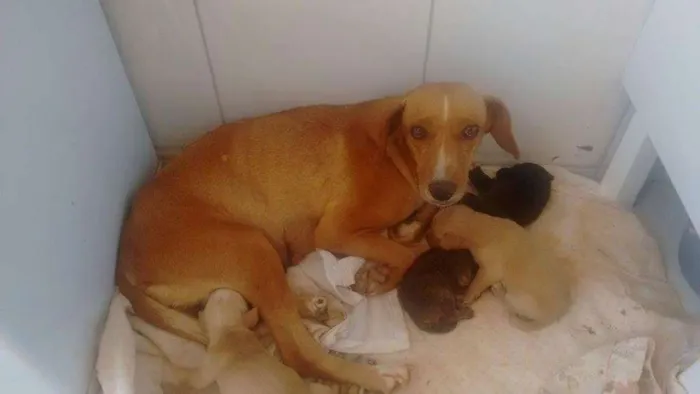 Cachorro ra a indefinida idade 4 anos nome Mel