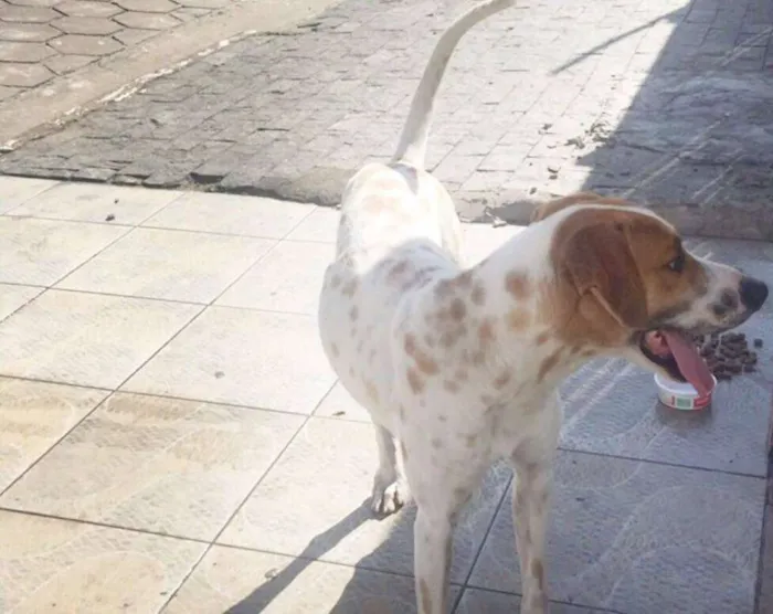 Cachorro ra a vira lata idade  nome Não sei