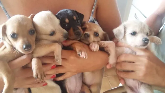 Cachorro ra a Indefinida idade Abaixo de 2 meses nome Filhotes sem nomes