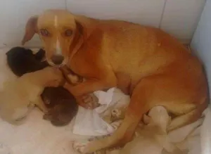 Cachorro raça indefinida idade 4 anos nome Mel