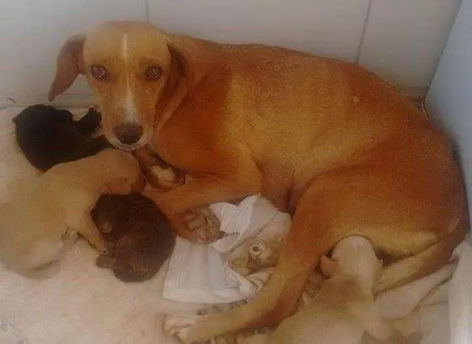 Cachorro ra a indefinida idade 4 anos nome Mel