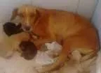 Cachorro raça indefinida idade 4 anos nome Mel