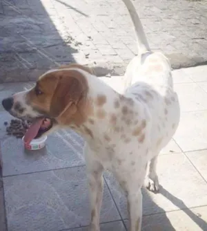 Cachorro raça vira lata idade  nome Não sei