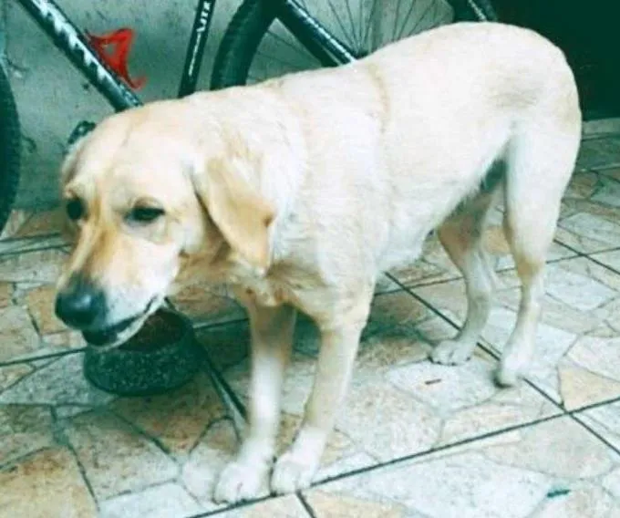 Cachorro ra a Labrador idade 2 anos nome Lisa