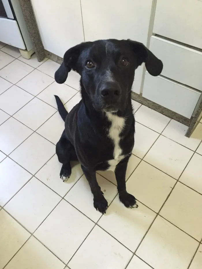 Cachorro ra a Vira-lata idade 1 ano nome Mané