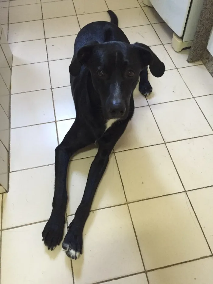 Cachorro ra a Vira-lata idade 1 ano nome Mané