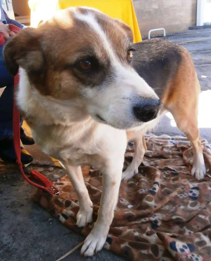 Cachorro ra a SRD idade 2 anos nome Max
