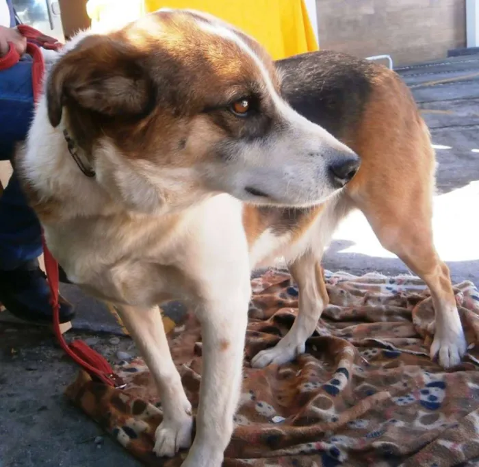 Cachorro ra a SRD idade 2 anos nome Max
