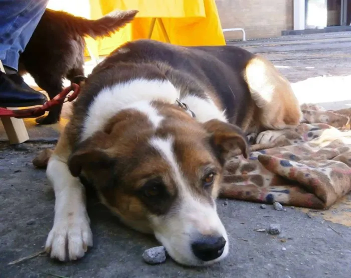 Cachorro ra a SRD idade 2 anos nome Max
