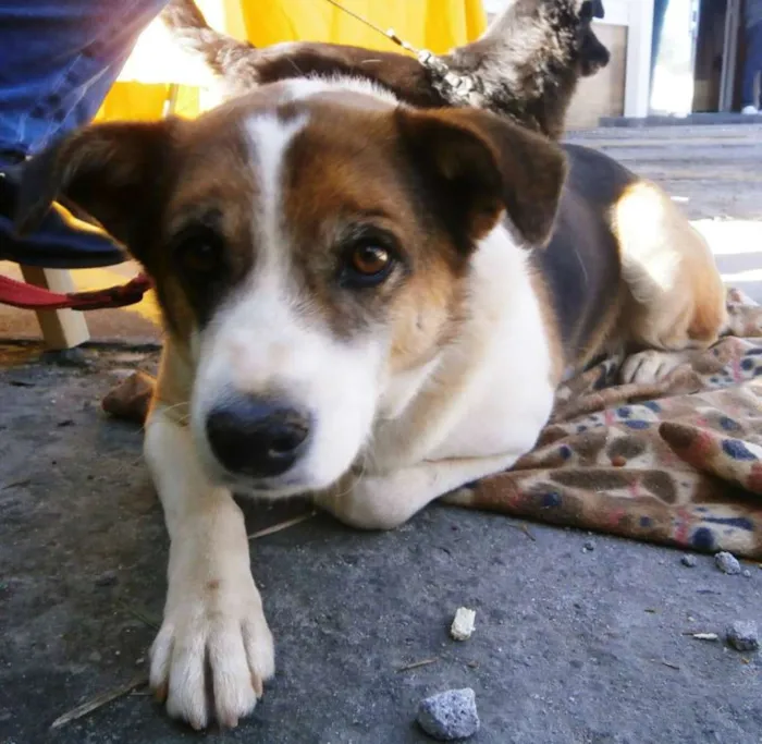 Cachorro ra a SRD idade 2 anos nome Max