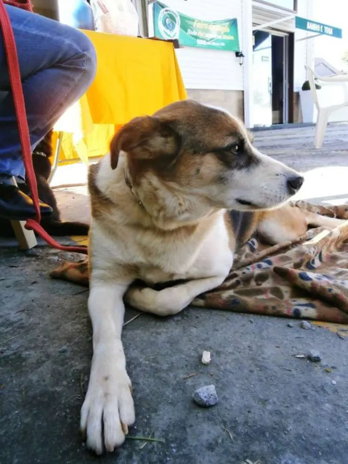 Cachorro ra a SRD idade 2 anos nome Max