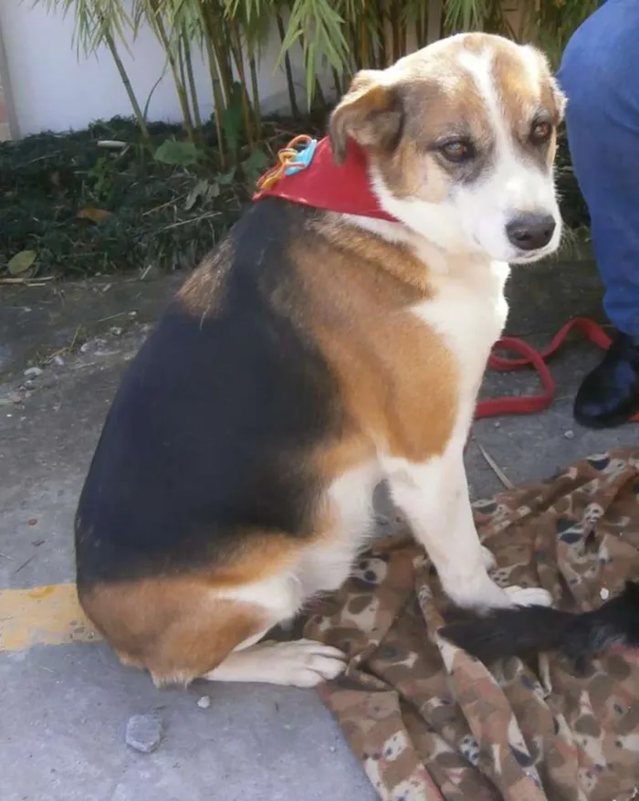 Cachorro ra a SRD idade 2 anos nome Max