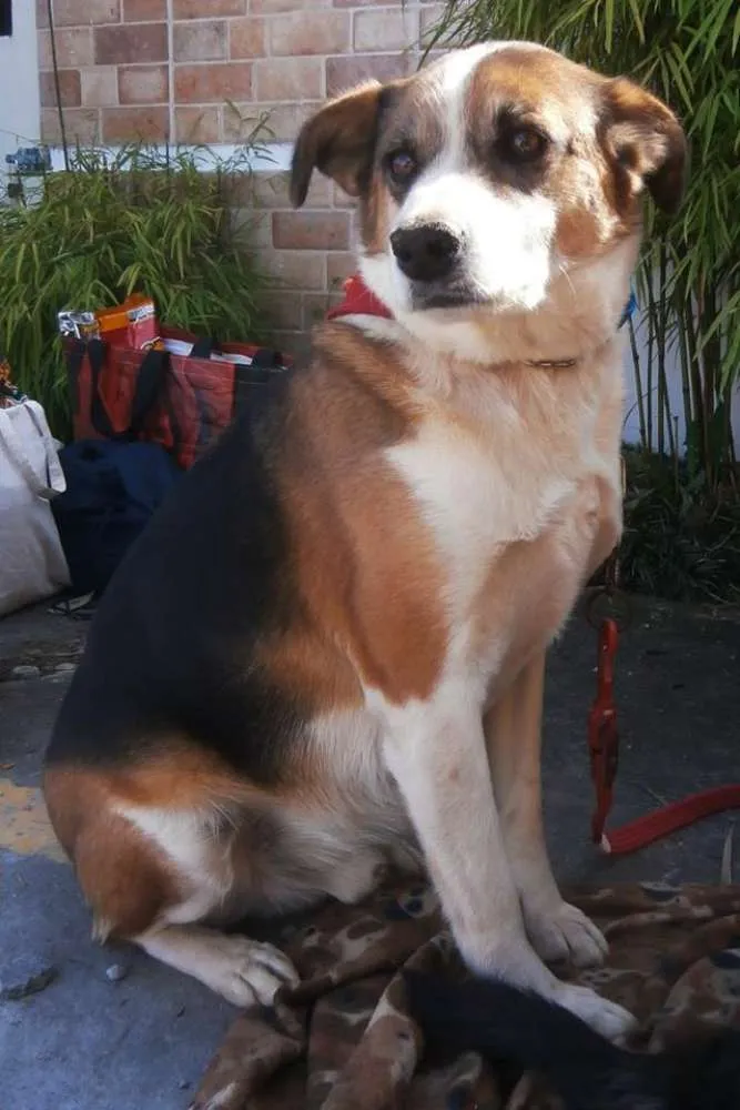 Cachorro ra a SRD idade 2 anos nome Max
