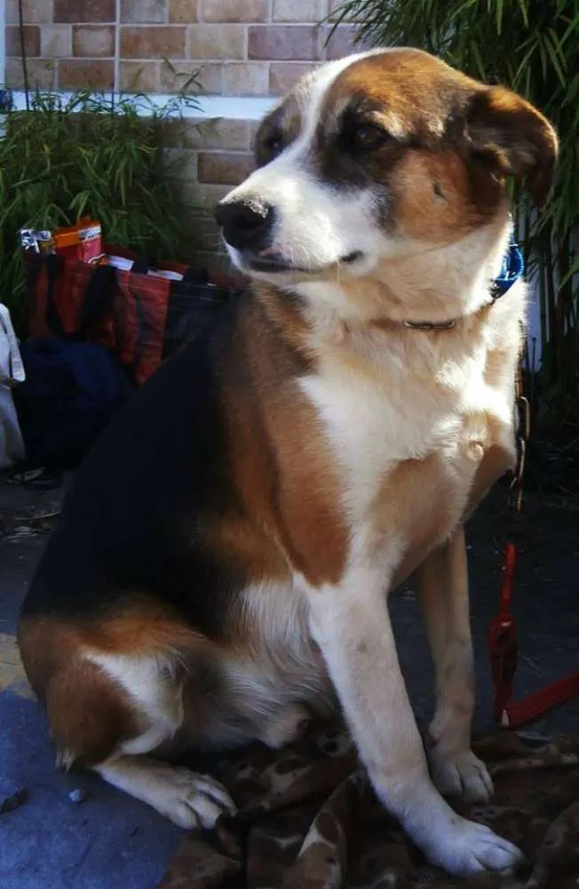 Cachorro ra a SRD idade 2 anos nome Max