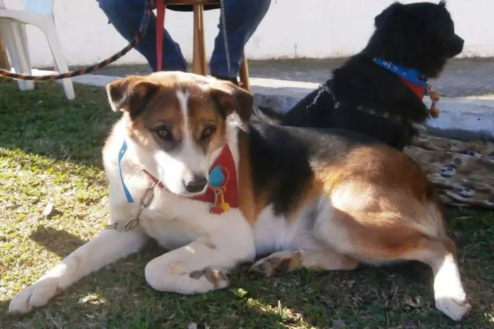 Cachorro ra a SRD idade 2 anos nome Max