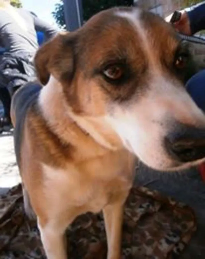 Cachorro ra a SRD idade 2 anos nome Max