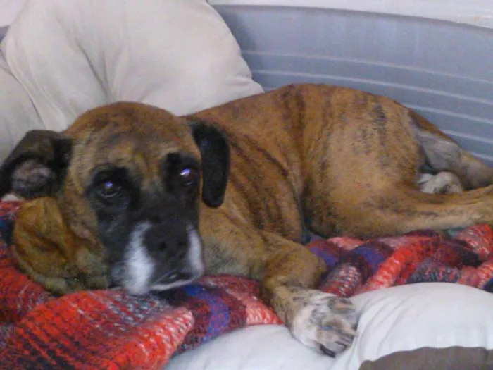 Cachorro ra a Boxer idade 3 anos nome Paçoca