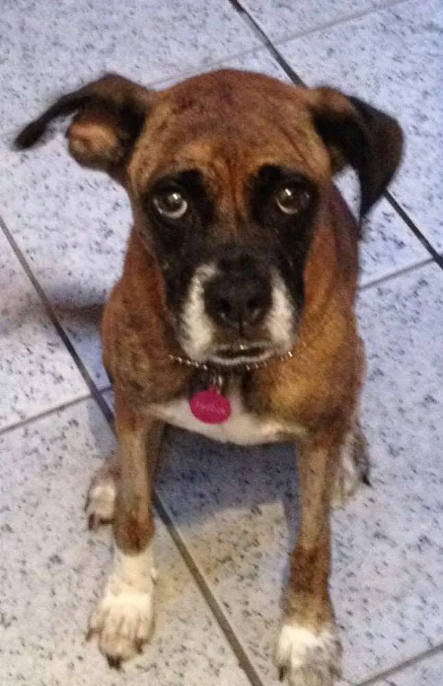 Cachorro ra a Boxer idade 3 anos nome Paçoca
