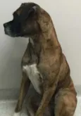 Paçoca
