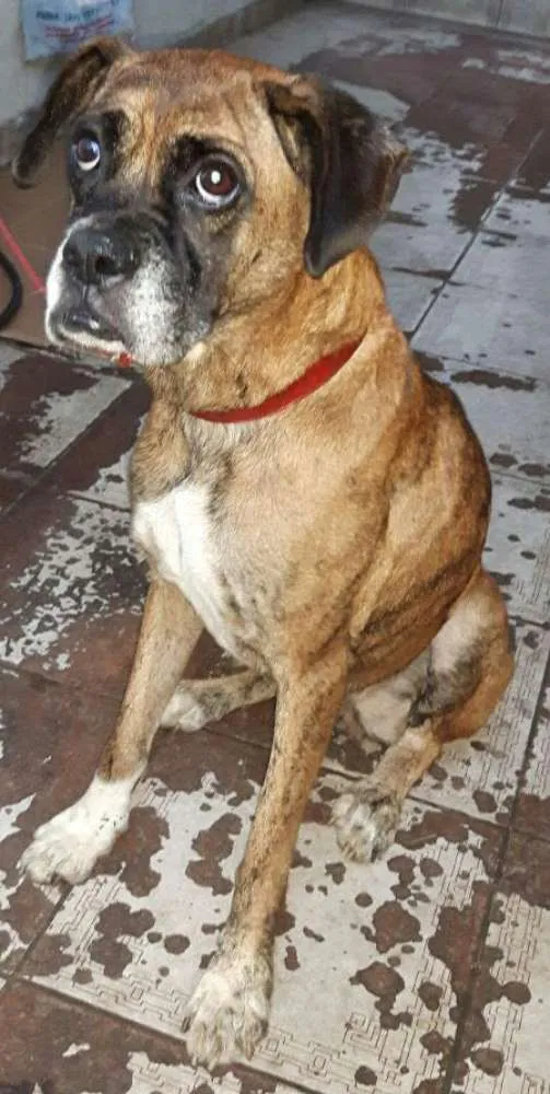 Cachorro ra a Boxer idade 3 anos nome Paçoca