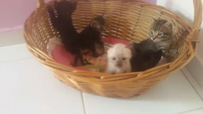 Gato raça SD idade Abaixo de 2 meses nome Sem nomes