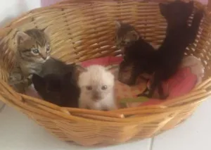 Gato raça SD idade Abaixo de 2 meses nome Sem nomes