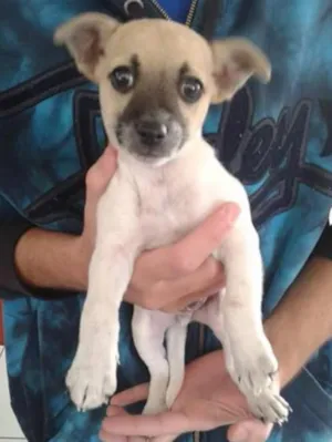 Cachorro raça não sei idade Abaixo de 2 meses nome zeca