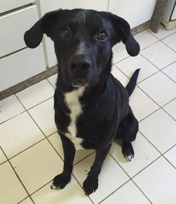 Cachorro ra a Vira-lata idade 1 ano nome Mané
