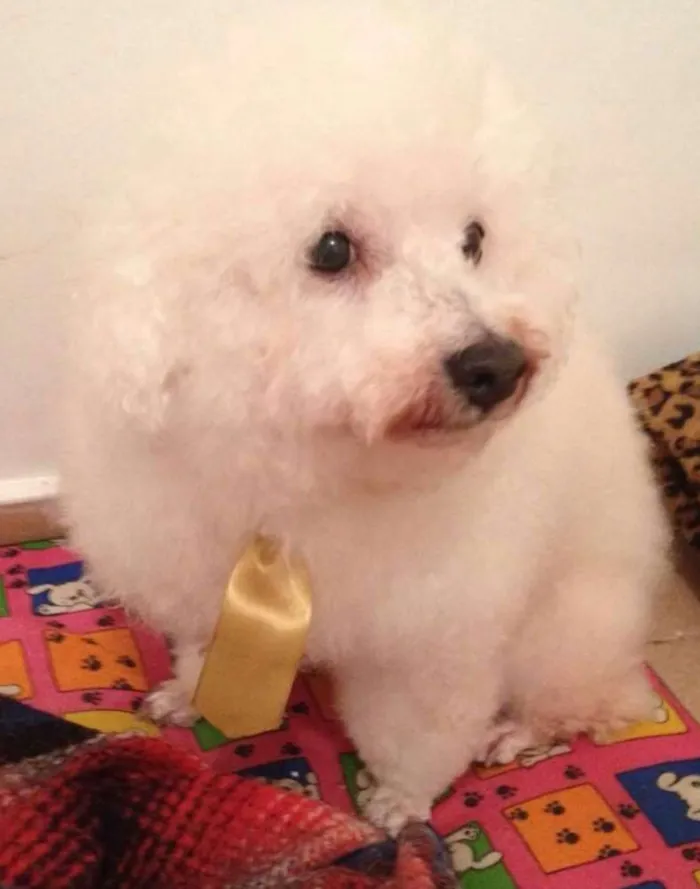 Cachorro ra a Bichón Frisé idade 3 anos nome Rex