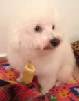 Rex