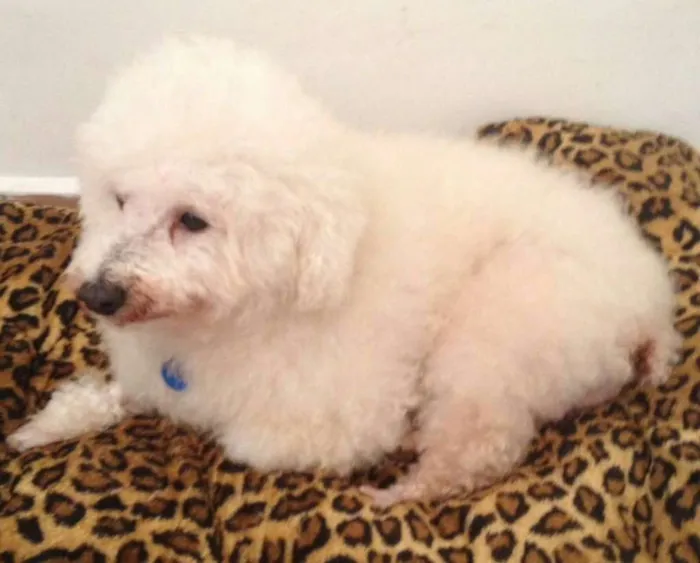 Cachorro ra a Bichón Frisé idade 3 anos nome Rex