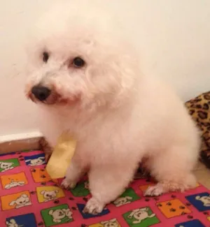 Cachorro raça Bichón Frisé idade 3 anos nome Rex