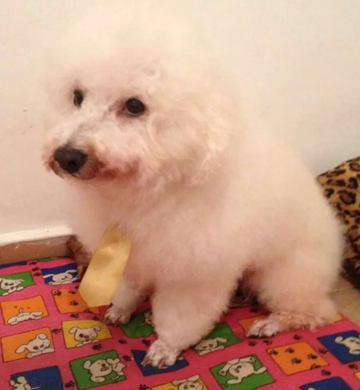 Cachorro ra a Bichón Frisé idade 3 anos nome Rex