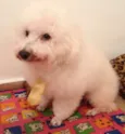 Rex