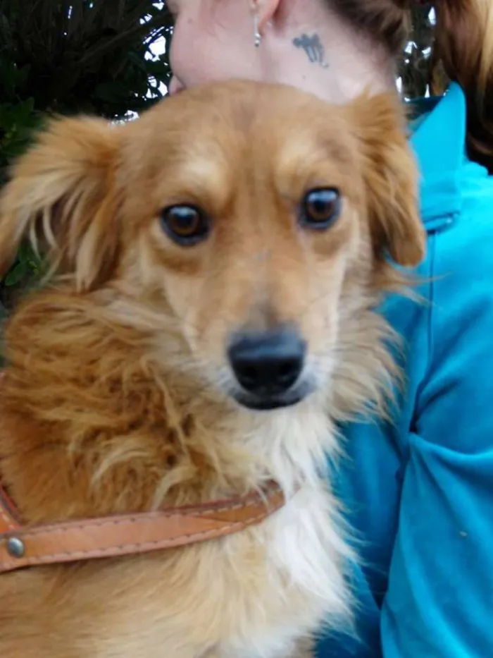 Cachorro ra a SRD idade 2 anos nome Fredie
