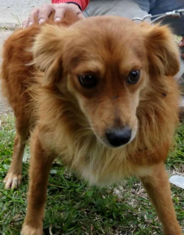 Cachorro ra a SRD idade 2 anos nome Fredie
