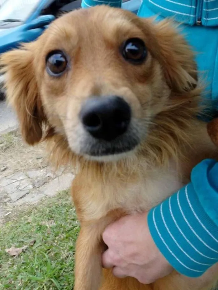 Cachorro ra a SRD idade 2 anos nome Fredie
