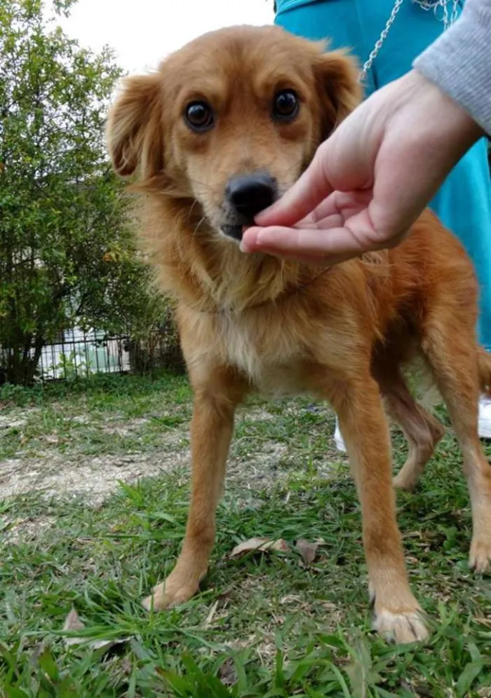 Cachorro ra a SRD idade 2 anos nome Fredie